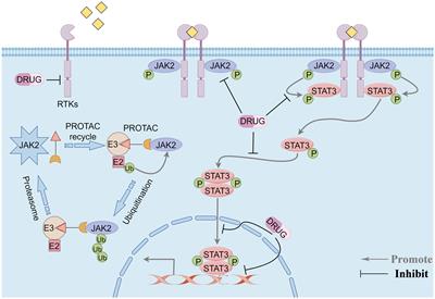 Potential therapeutic targets of the JAK2/STAT3 signaling pathway in triple-negative breast cancer